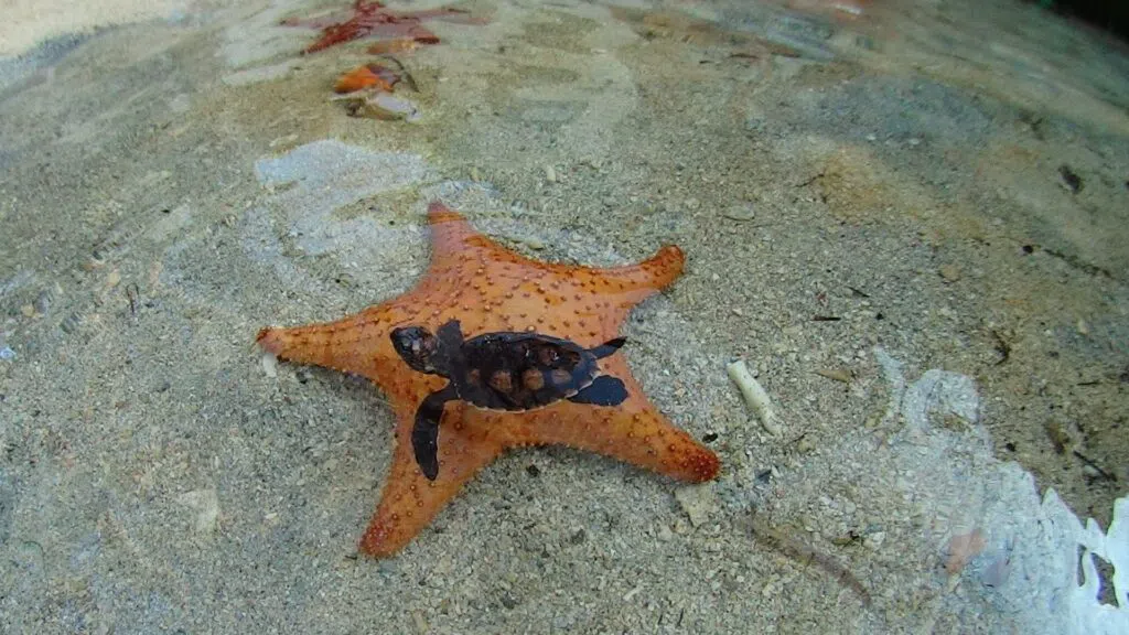 Oceanario Islas del Rosario CEINER, Cartagena