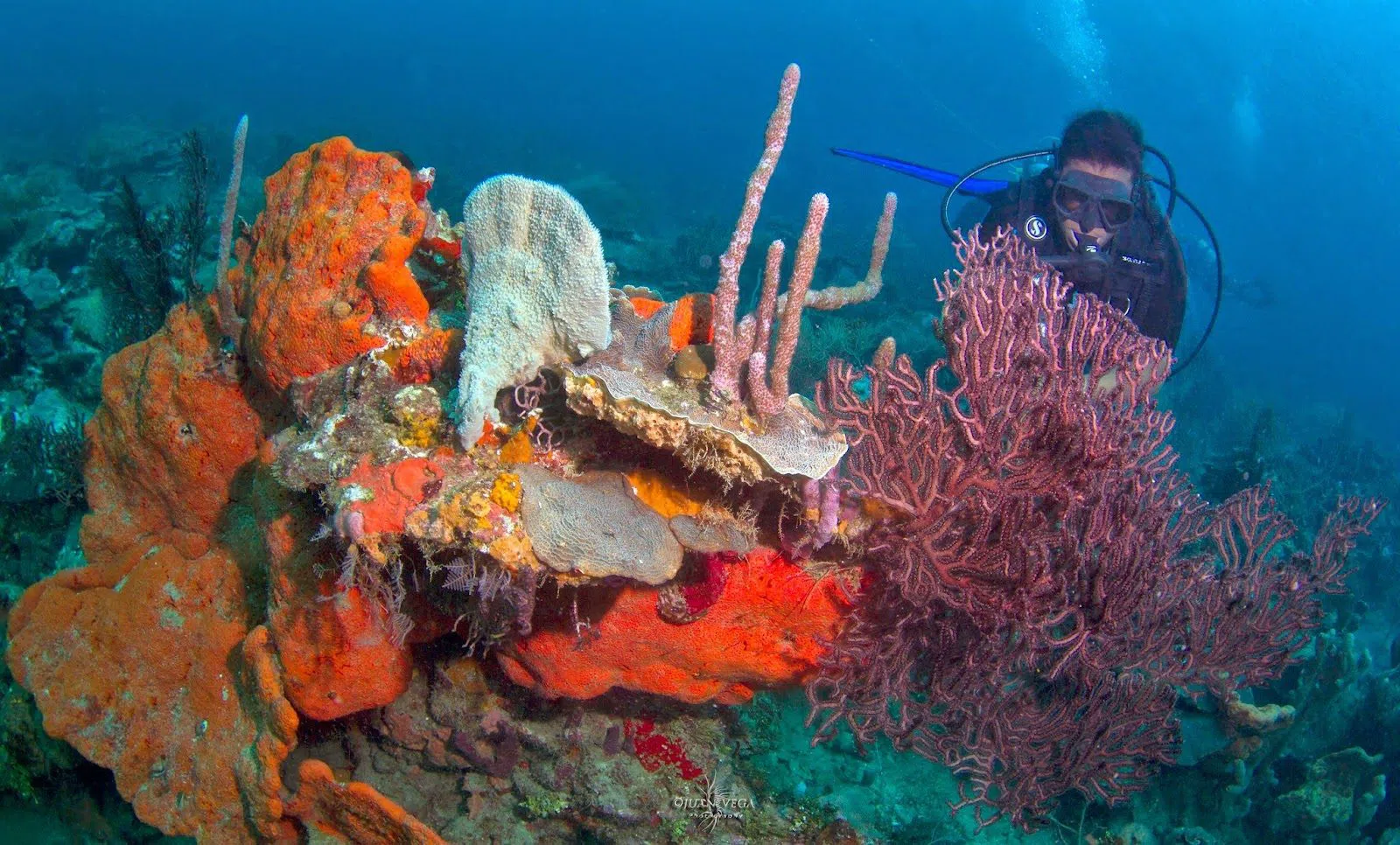 Diving Planet, Cartagena